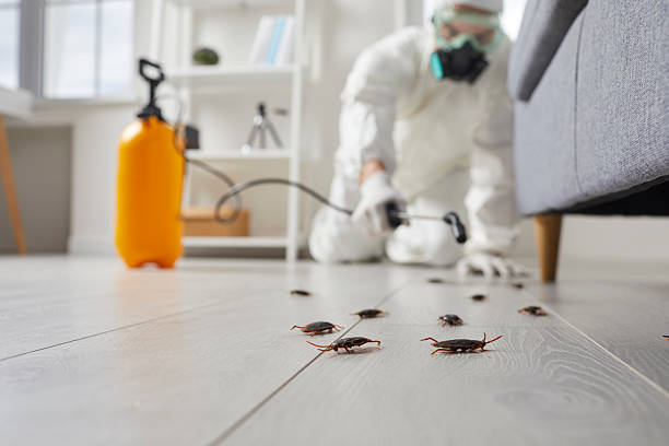 Post-Treatment Bed Bug Interceptor Monitoring in Mojave